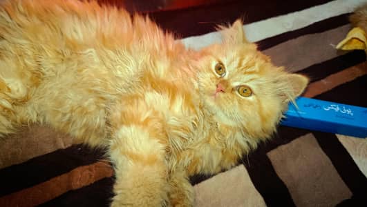 ginger color stud male