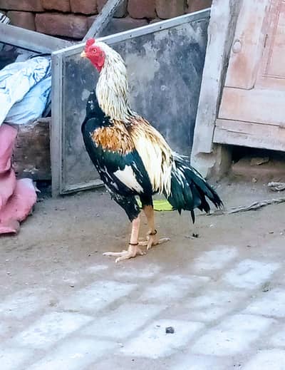 high quality aseel piplan breed patha