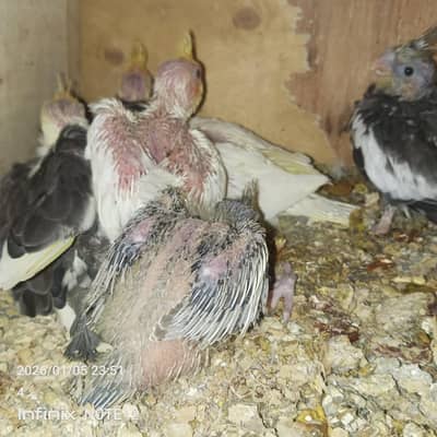 cocktail chicks available for handtame ,