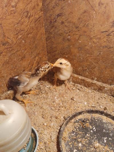 Sindhi Lakha Aseep ka Chicks For sale