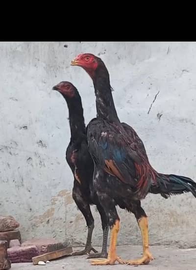 pure Jarman shamo and pure burmi