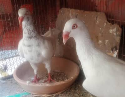 white danish breeder pair Active and  Healty MASHALLAH