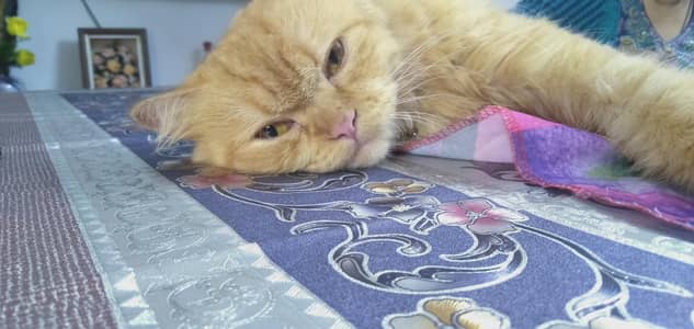 cat  for sale