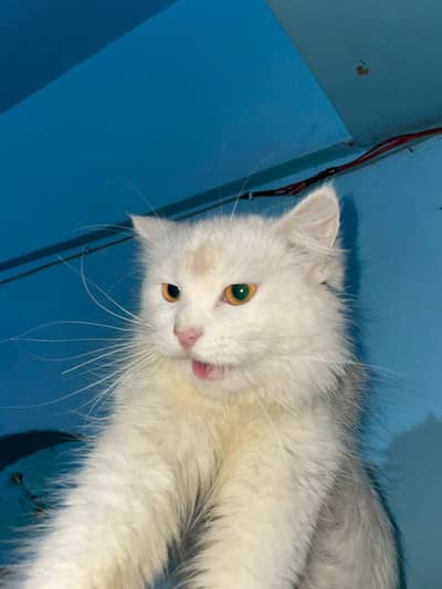 White Pair for adoption