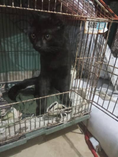 Trained Cats for Sale