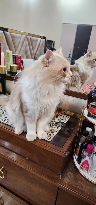 Healthy Cat for meeting not for sale