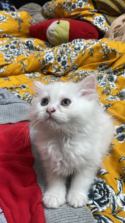 White kitten Female