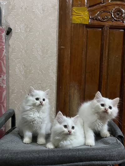 Persian baby cat teen month age for sale