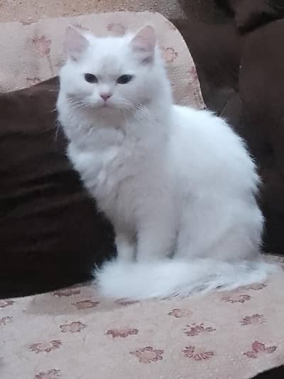 Male Pure Persian White Cat | Thick Triple Coated | Golden Honey Eyes.