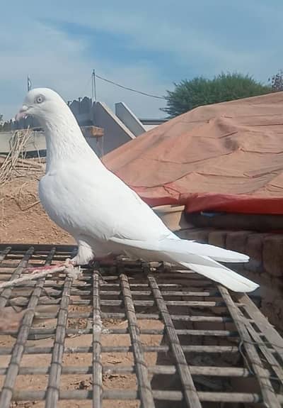 white Daimond low flyer