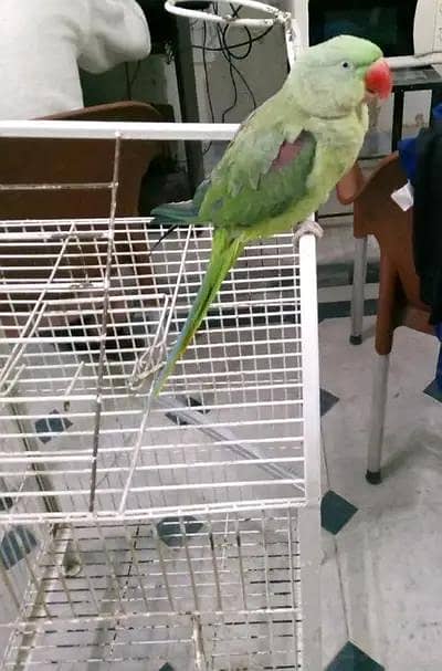 Raw Parrot For Sale