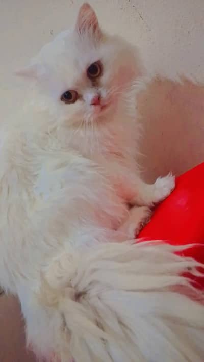 Persian Male for sale