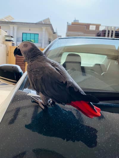 African Grey, raw, conure