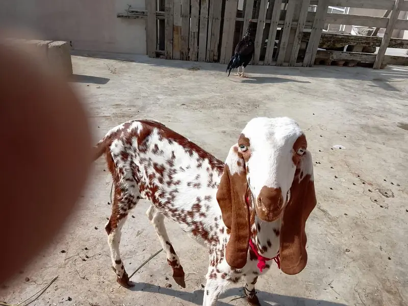 makka cheeni male — photo 2