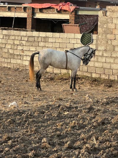 Dasi gori age nawy 5 saal