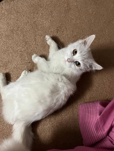 White Persian cat