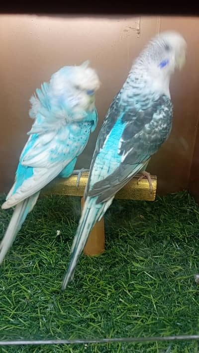 blackwing female  and  hogo male split blackwing