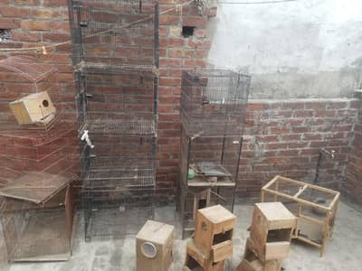 4 cages available , pineapple conour, ringnack with boxes urgent sale