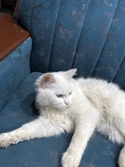 Persian cat double coat