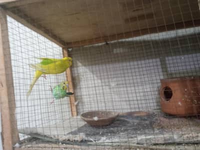 Breader pair with cage