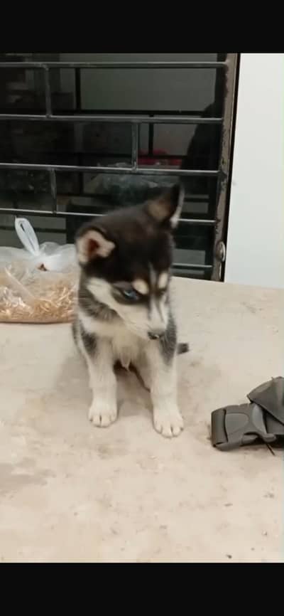 Husky