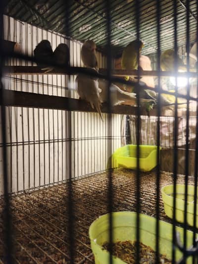 Australian Parrots Self Pathy