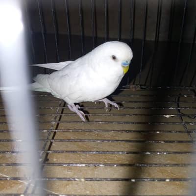 Exhibition hogo working patha