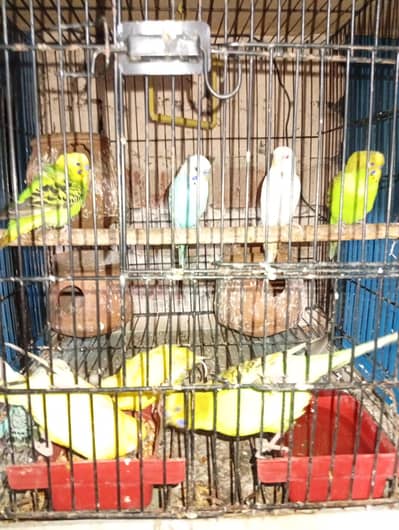 Austraillan parrots 8piece