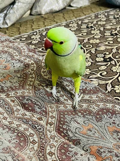 GREEN RINGNECK FACE TO FACE TALKING & HAND TAME 0301-1156-063