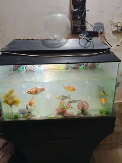 fish aquarium 3 feet with 10 fish