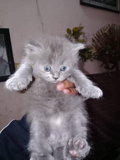 Mash Allah Cute Cats