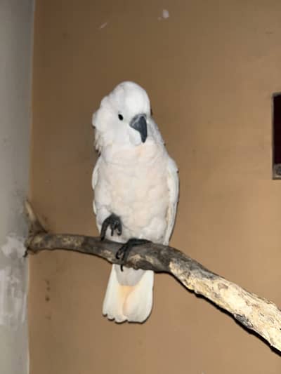 Healthy and hand-tame cockatoo