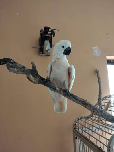 big size mulaccon cacktoo  fully tammed and taking