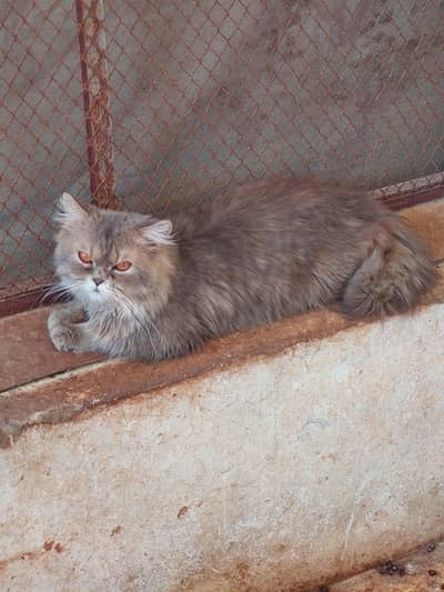 Gray Tripple coated punch face Persian male