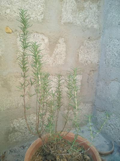 fresh plant rosemary hair straightener or hair wig swing jhula