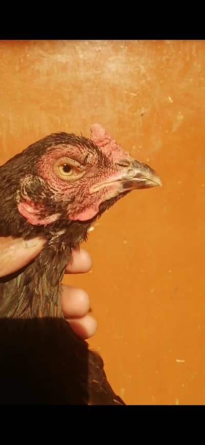 Mushki Miyanwali madi