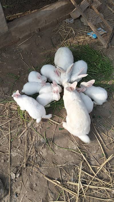 New Zealand breed rabbit
