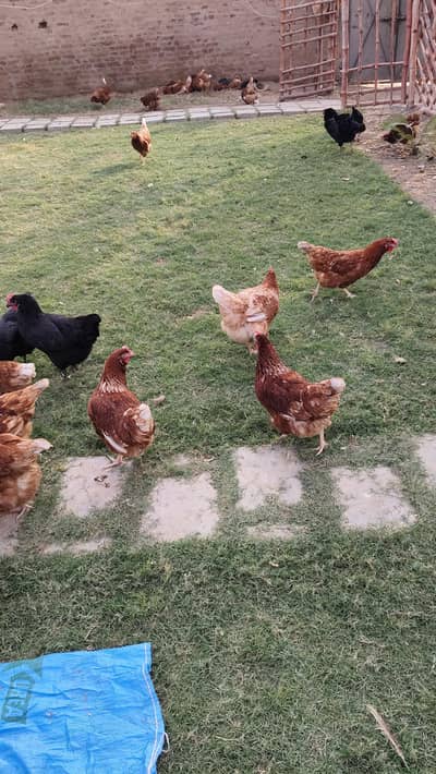 Desi Hen's For Sale Brown and Black