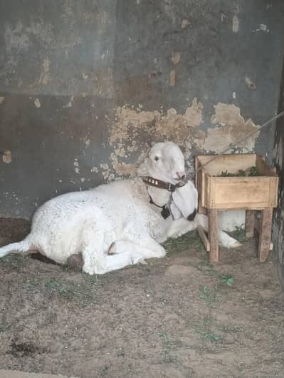 Kajla dumba 2 Dant Fresh