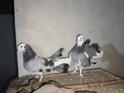 Fancy Lucky Pegions Indian Fantal phatty