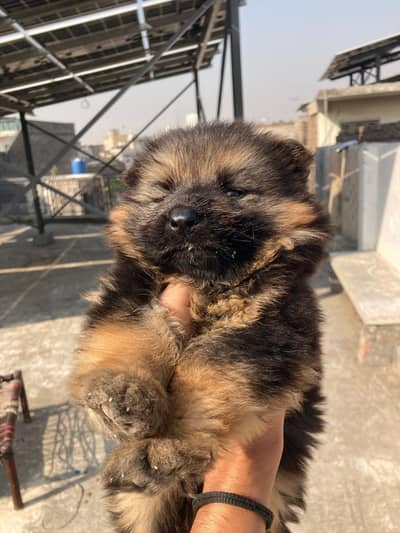 German Shepherd Long coat female