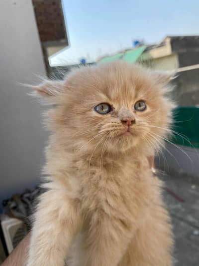 Persian doll cat for sale