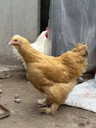 Golden buff female & White Male Available