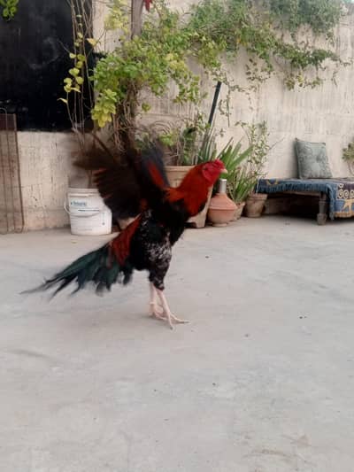 Aseel Murghi Breed kar chuki hay pure nasal mein Active chez hay. . .