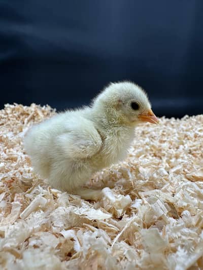 white & black bantam chicks available