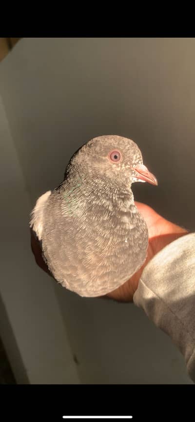 Teddy Kamagar resulted Pathay pathiyan