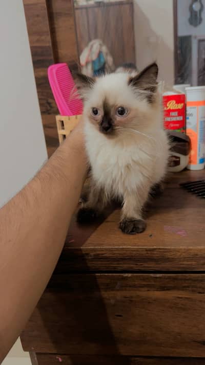 PERSIAN HIMALIAN CATS