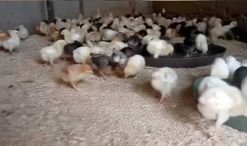 Fully Vaccinated Misri Hen Chicks (25+ Days Old) for Sale