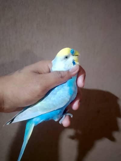 rainbow double faCtor pair top quality