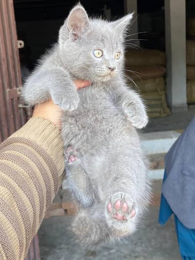 British Short Hair Male Kitten